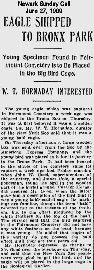 Eagle Shipped to Bronx Park
1909
