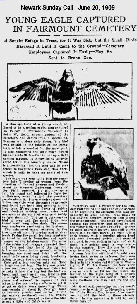 Young Eagle Captured in Fairmount Cemetery
1909

